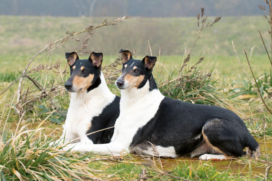 Schotse Herdershond