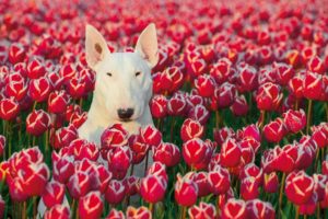 Bull Terrier