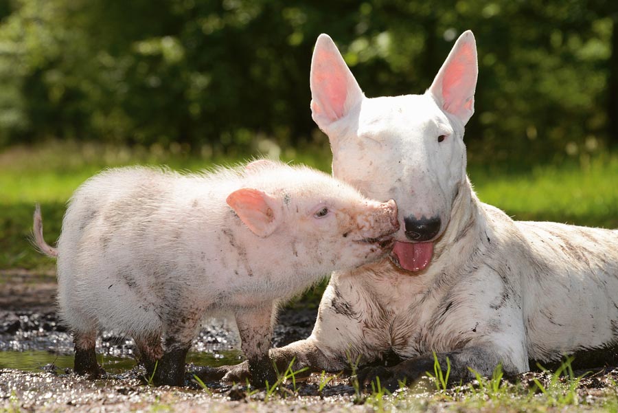 Bull Terrier