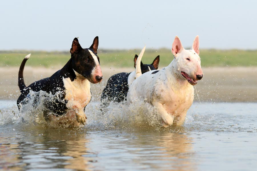 Bull Terrier