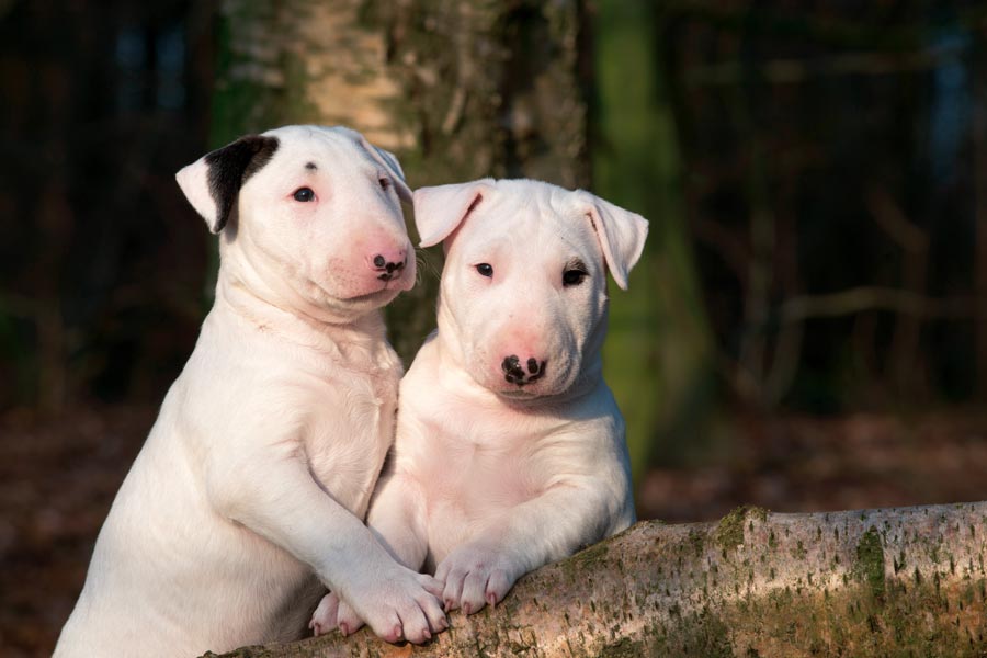 Bull Terrier