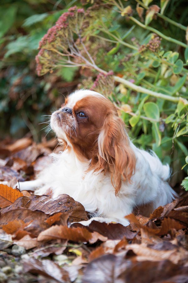 Cavalier King Charles Spaniel