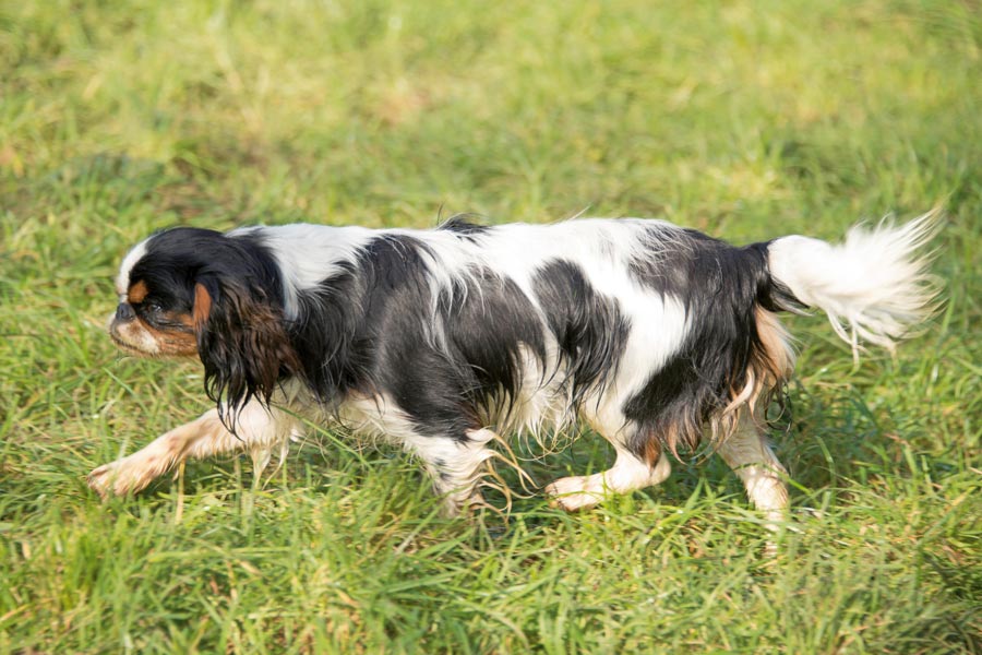 Cavalier King Charles Spaniel