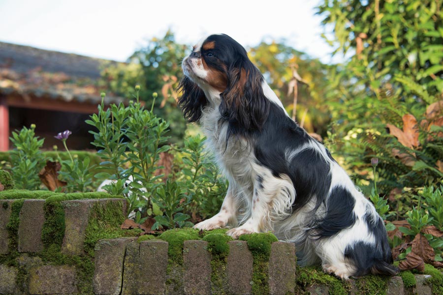 Cavalier King Charles Spaniel