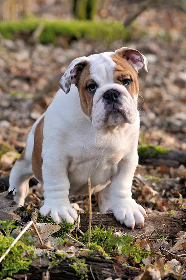 Engelse Bulldog