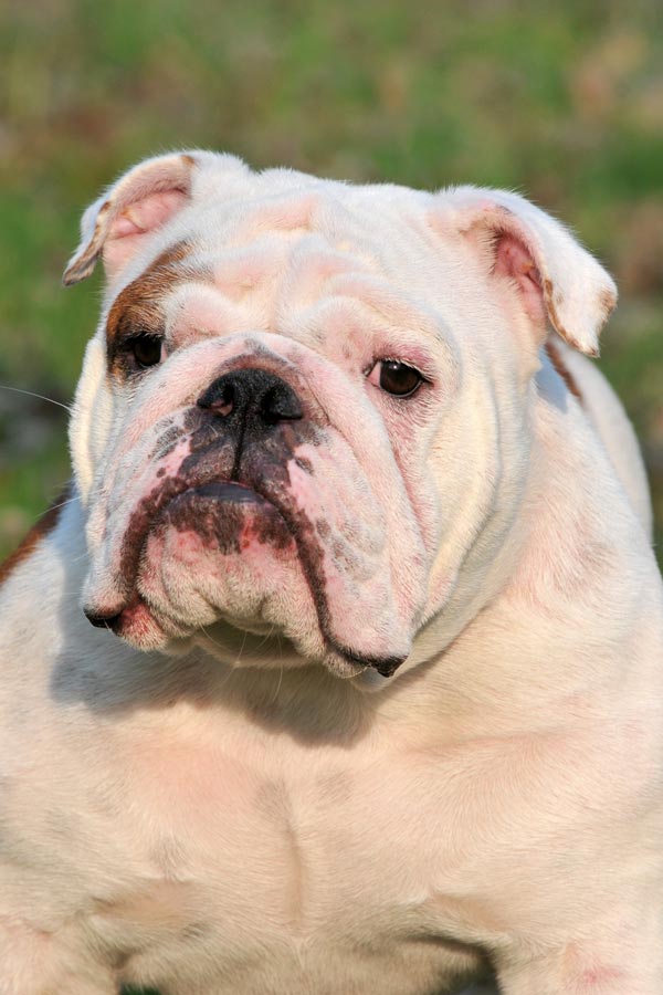 Engelse Bulldog