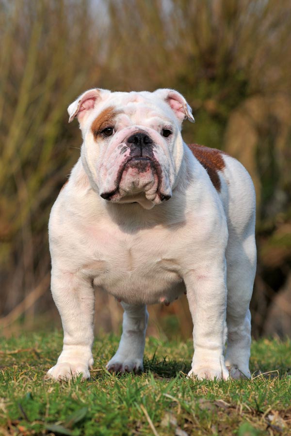 Engelse Bulldog