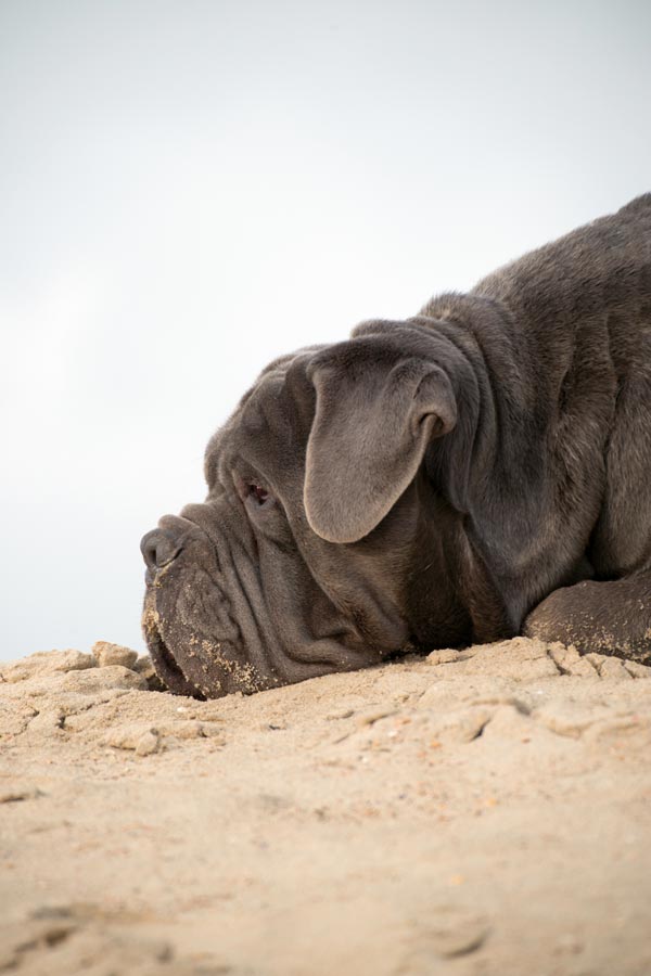 Mastino Napoletano