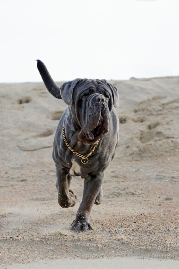 Mastino Napoletano