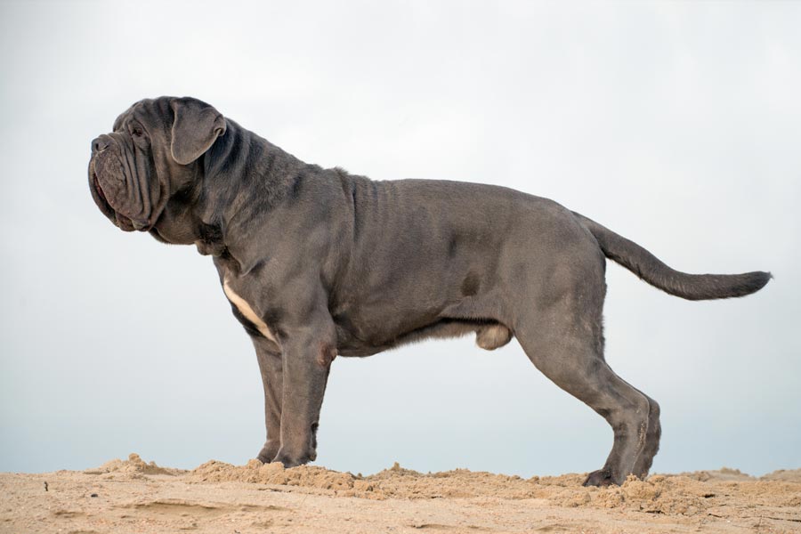 Mastino Napoletano