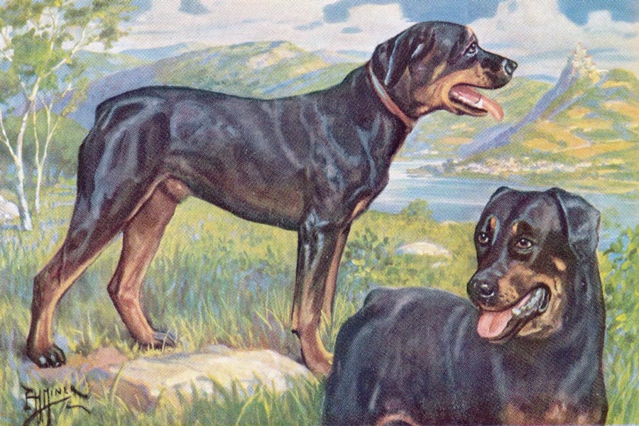 Rottweiler