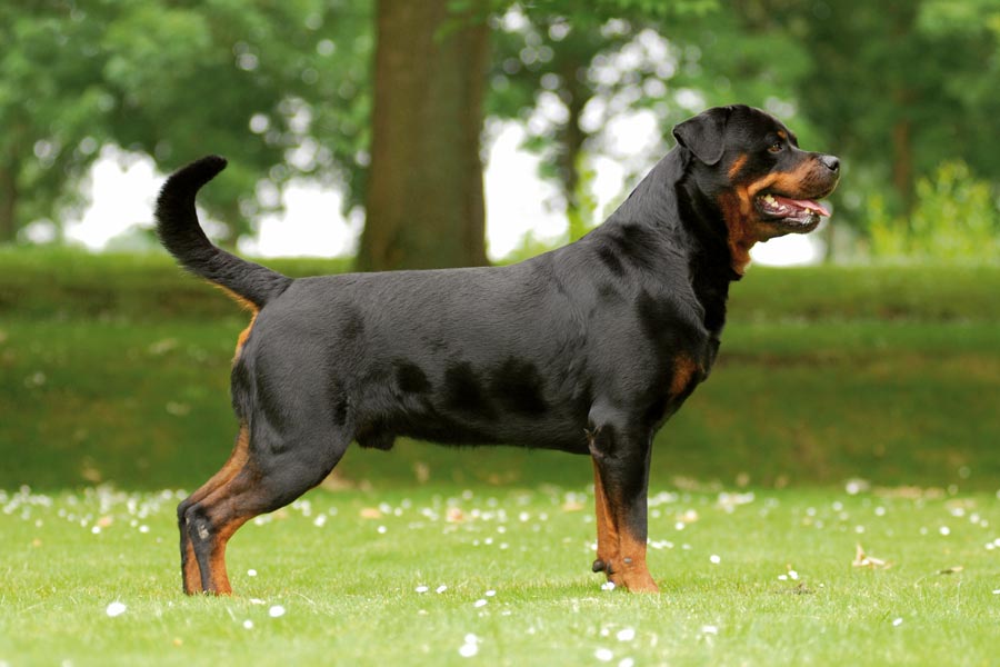 Rottweiler