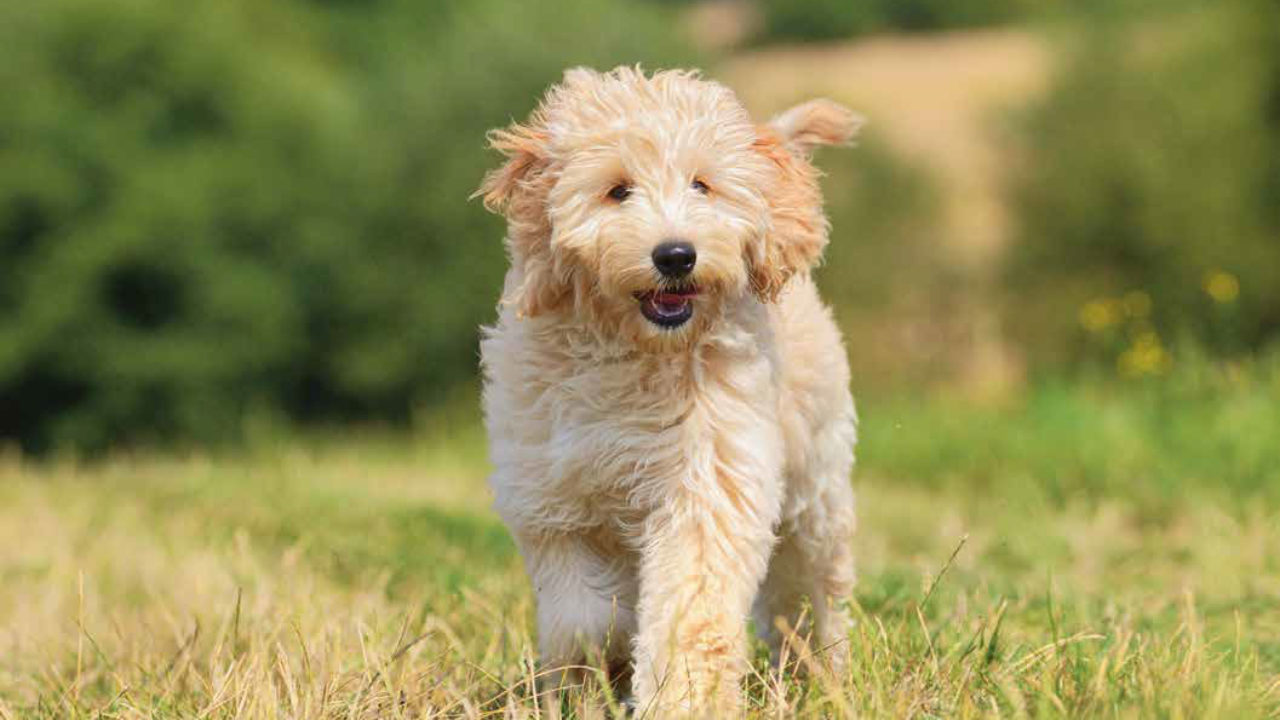 Labradoodle-1280x720.jpg