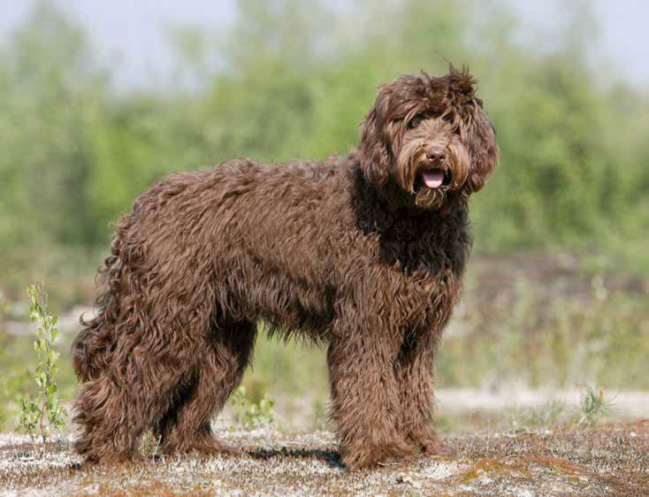 Labradoodle