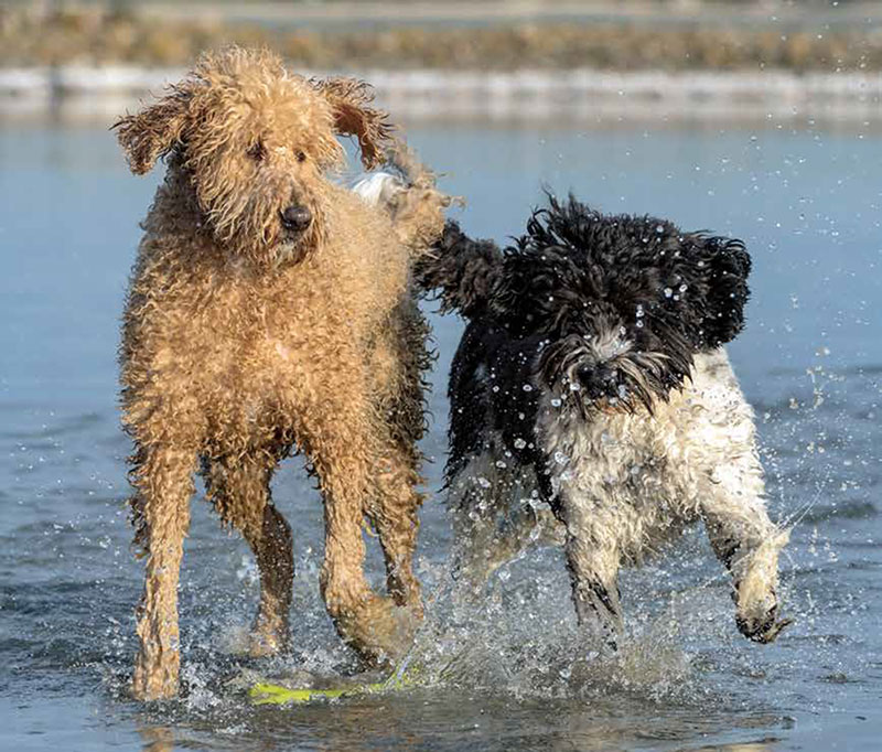 Labradoodle