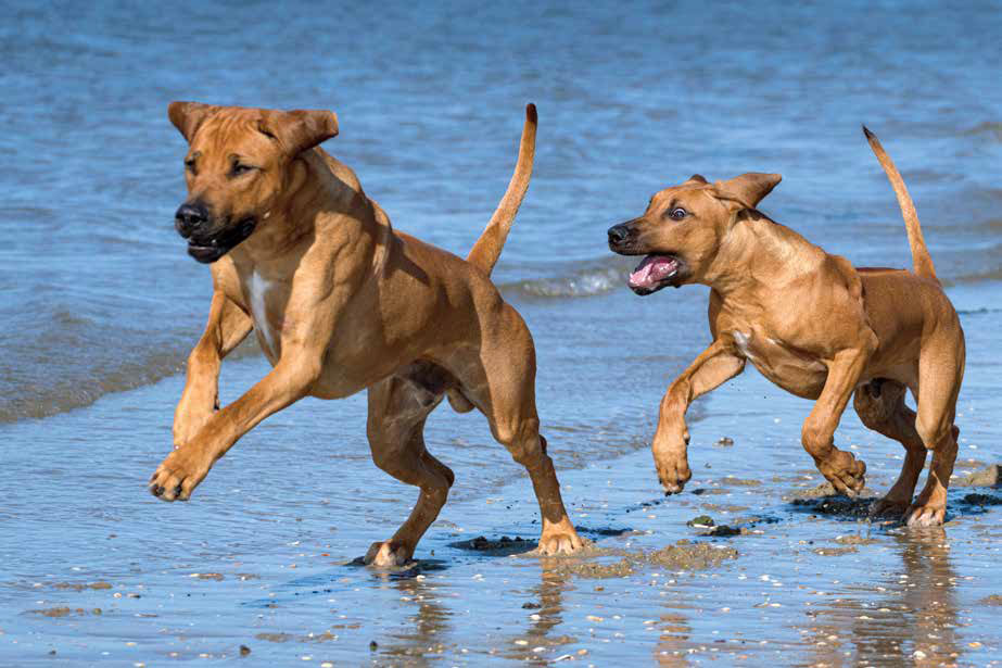 Rhodesian Ridgeback