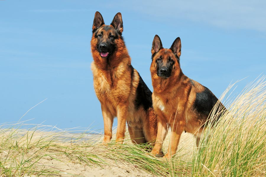 pasta Huh vermomming Duitse Herder: intelligent, aanhankelijk en waaks – Onze Hond