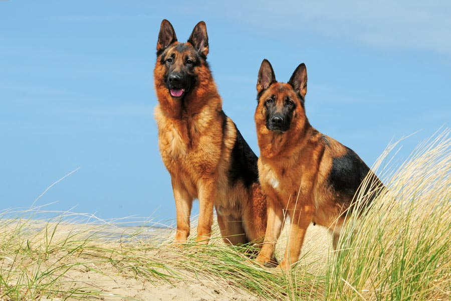 Christian Jachtluipaard Helder op Duitse Herder: intelligent, aanhankelijk en waaks – Onze Hond