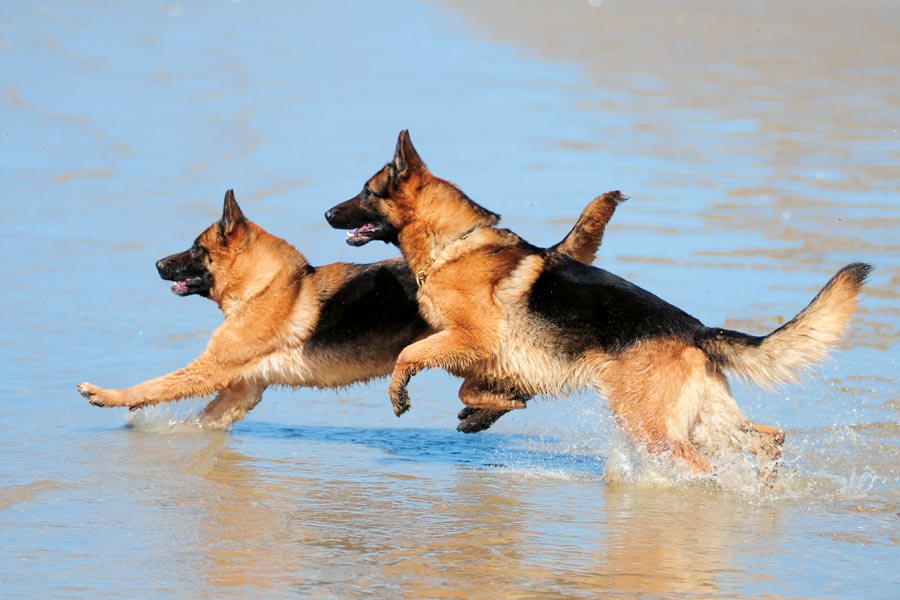 pasta Huh vermomming Duitse Herder: intelligent, aanhankelijk en waaks – Onze Hond