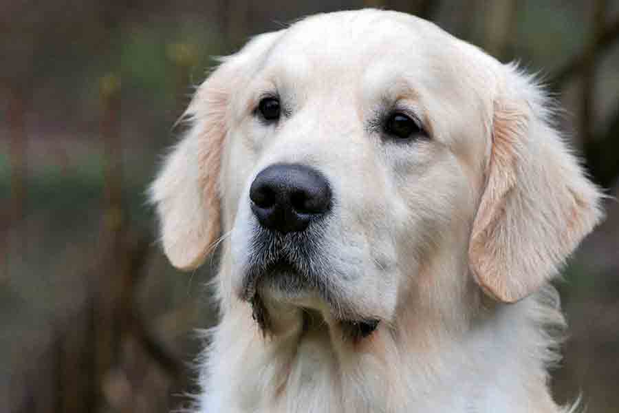 Historisch Golden Retriever: De geschiedenis Golden - Onze Hond
