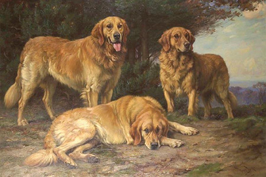 Golden retriever