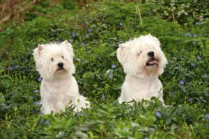 West Highland White Terrier