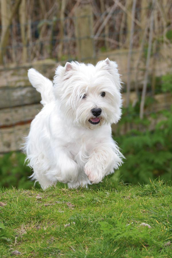 West Highland White Terrier