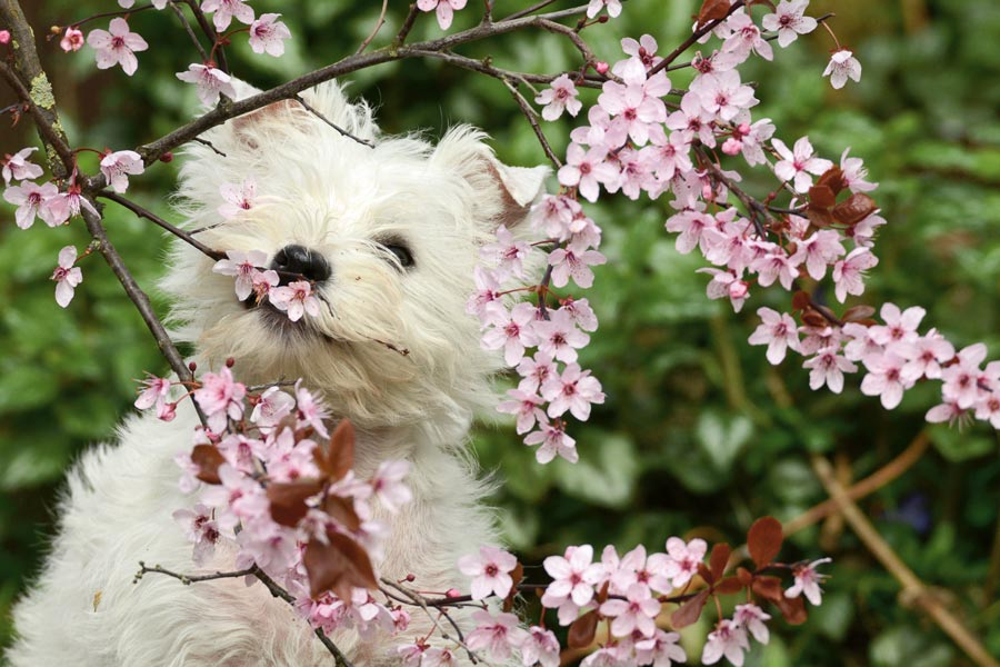 West Highland White Terrier