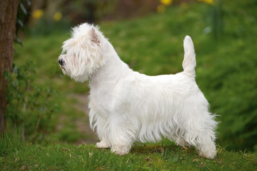 West Highland White Terrier