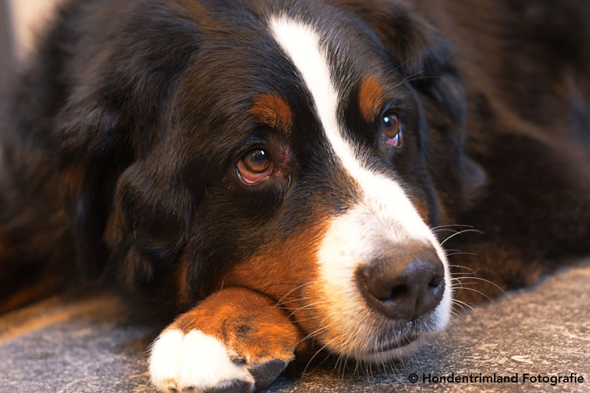 Coronavirus en honden