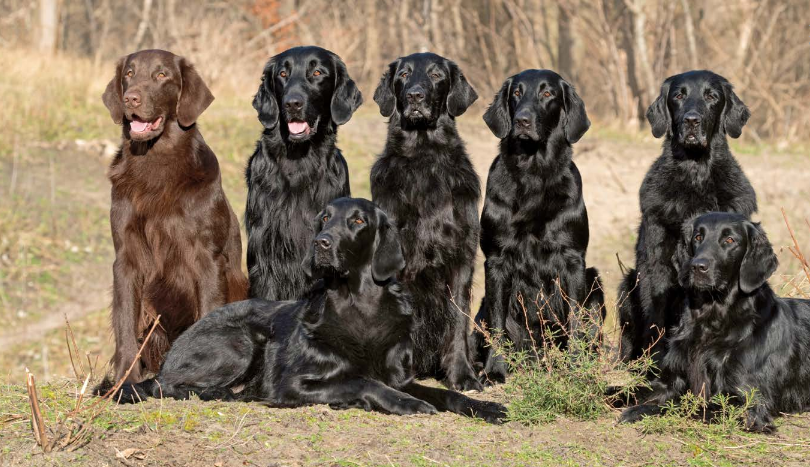 Kneden Initiatief Met opzet Flatcoated Retriever: vrolijk, levendig en actief - Onze Hond