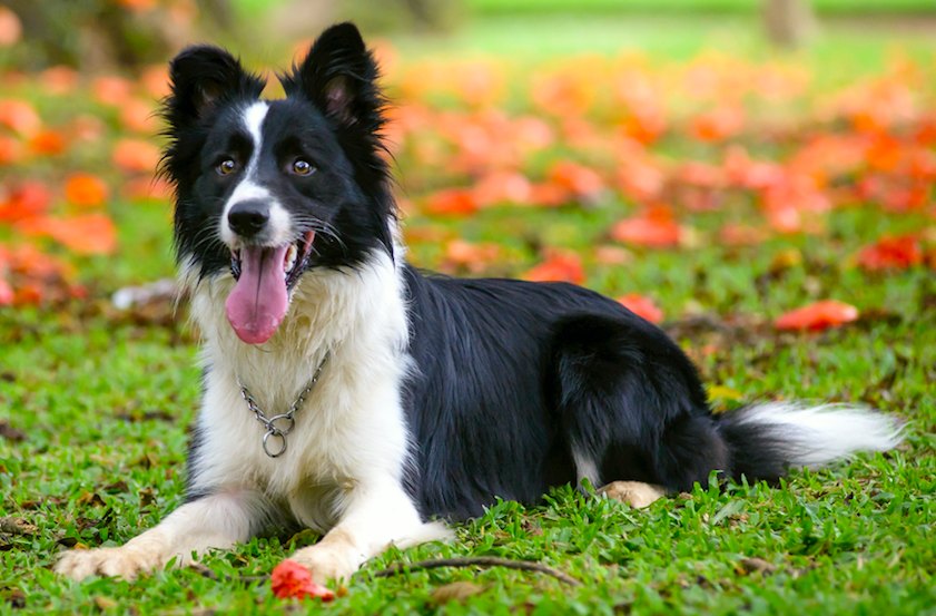 Welk hondenras past bij mij? 10 populairste hondenrassen Onze Hond Welk hondenras past bij mij? 10 populairste hondenrassen Onze Hond