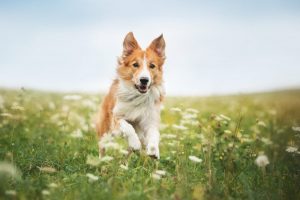 Border Collie