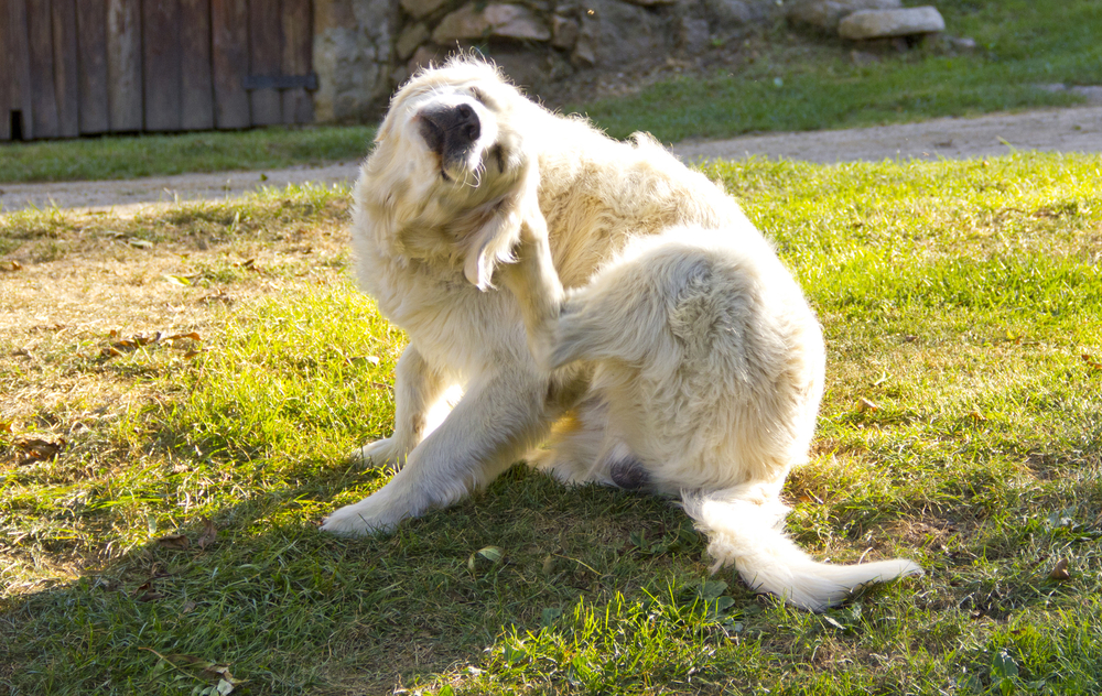 dreigen Kreet Monica Atopie bij honden - Onze Hond