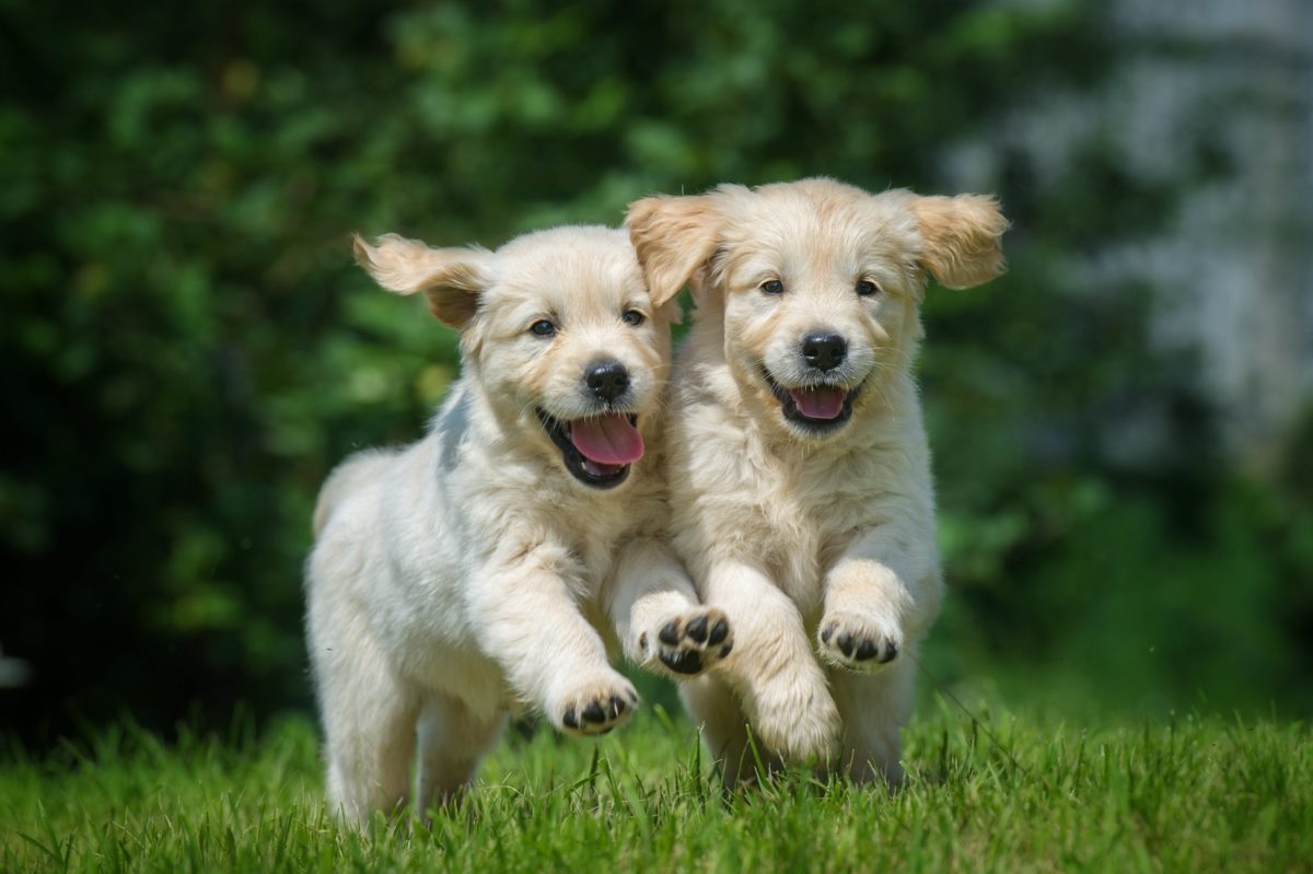 Doe mijn best appel strijd Pup van 8 tot 12 weken wel of niet naar buiten? - Onze Hond