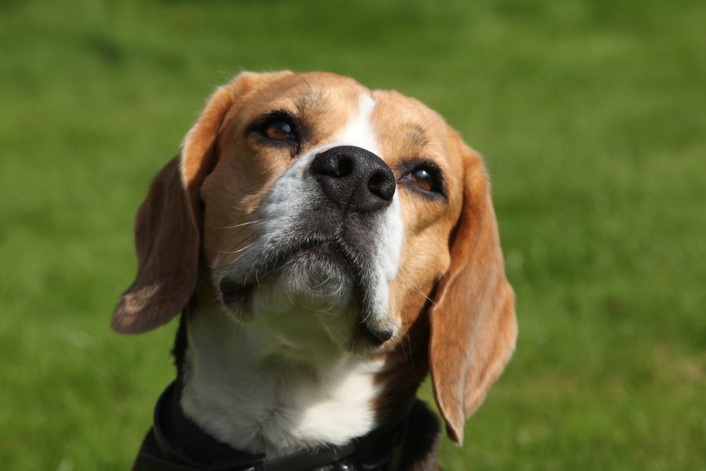 Oren zalven honden