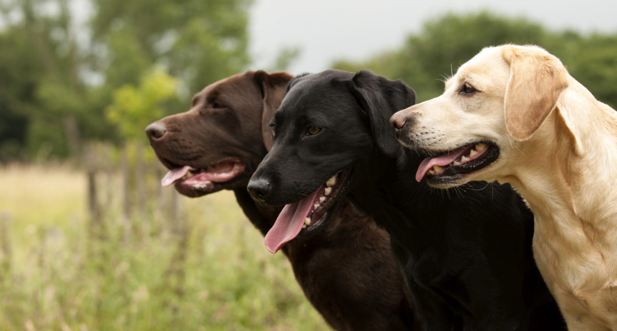 Gezondheid Labradors