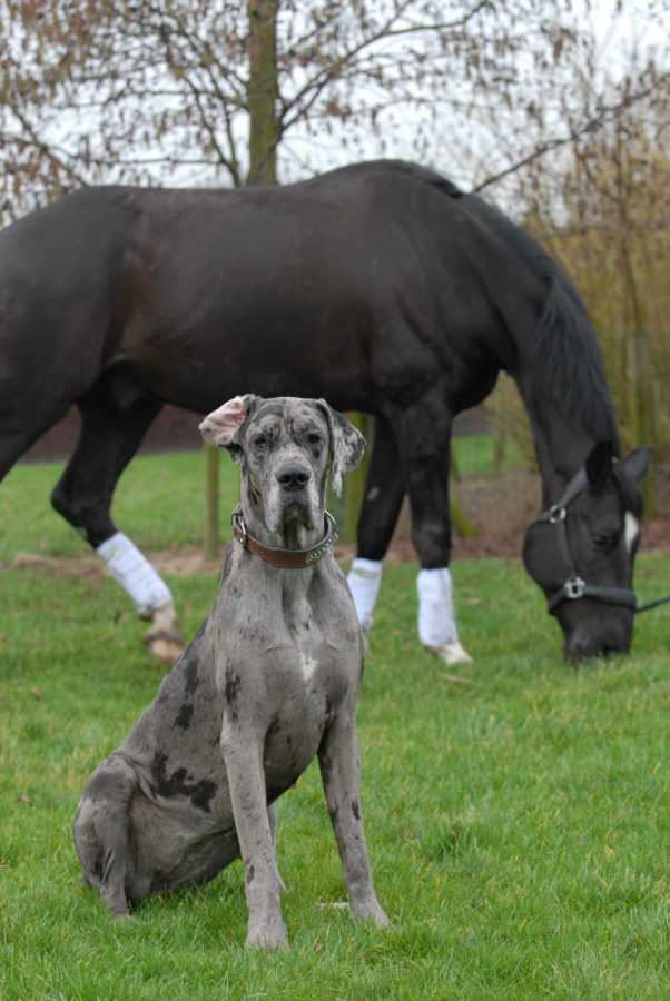 paarden en honden