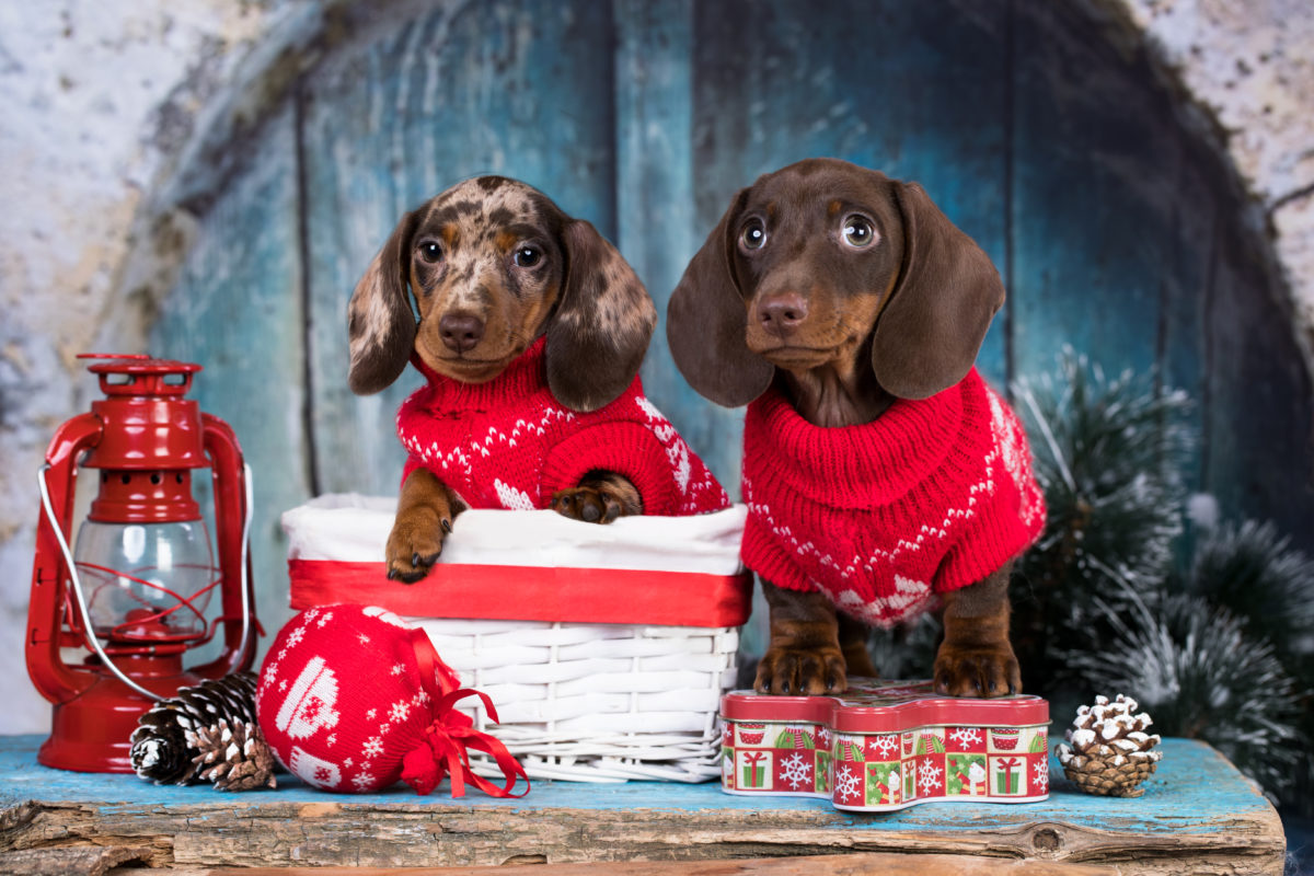 Kerstkleding hond