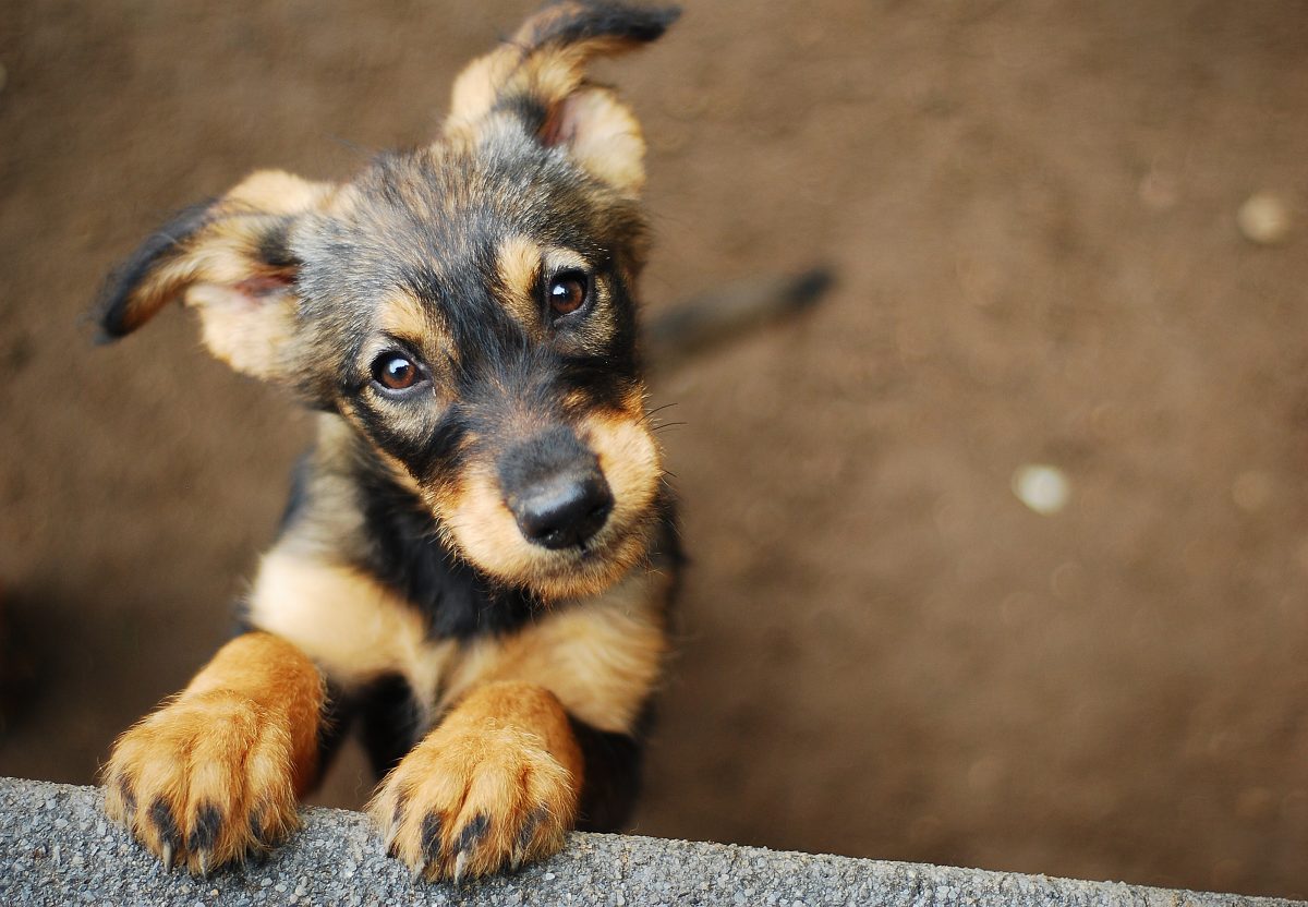 Hoe vind je goede fokker? - Onze Hond