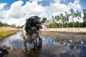 Honden wassen