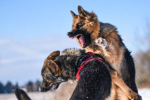 Gevaarlijke honden