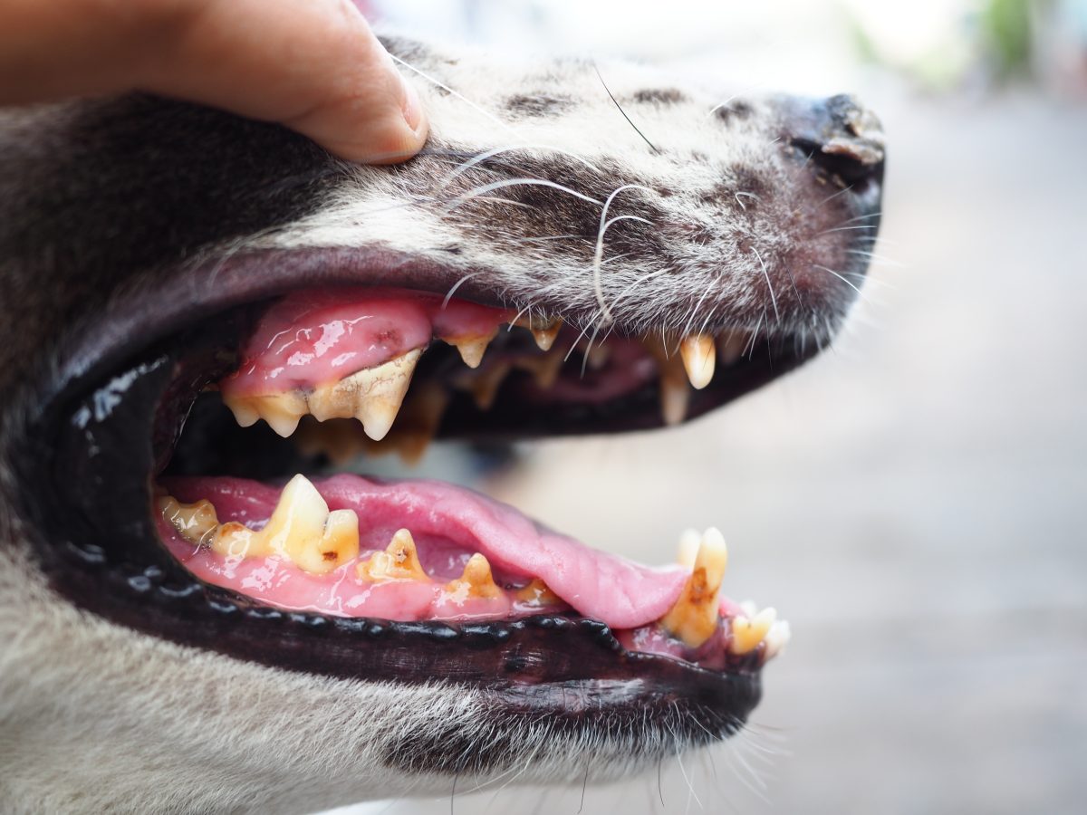 Hond stinkt uit bek