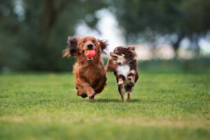 Kleine honden