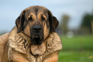 Spaanse Mastiff