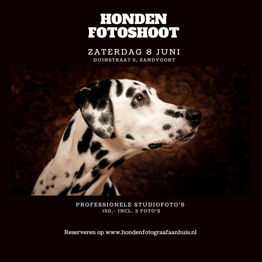 Hondenfotograafaanhuis – shootdag aterlier Zandvoort