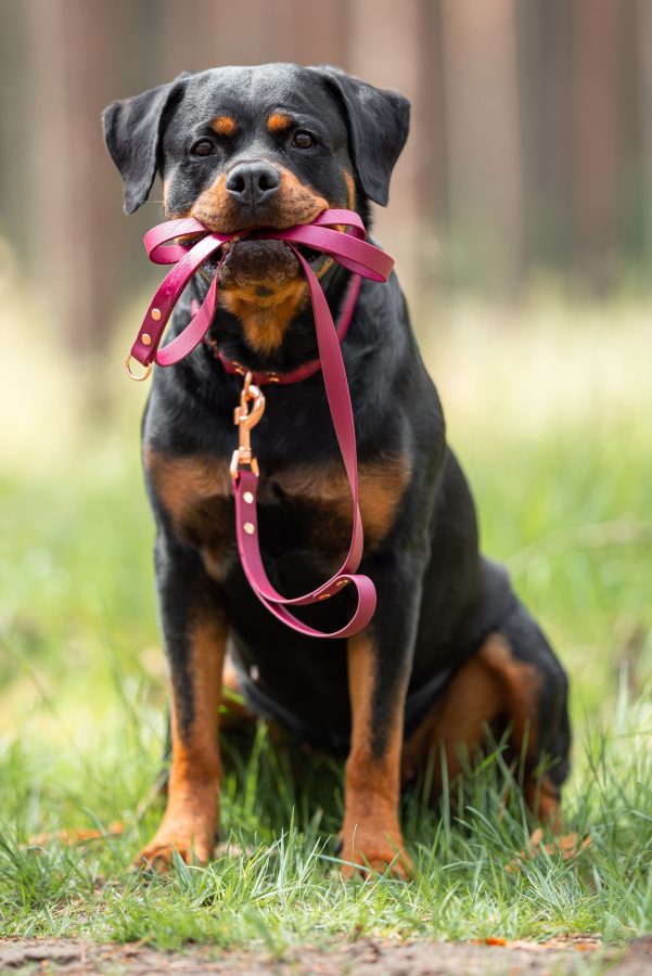 shutterstock_2472441703