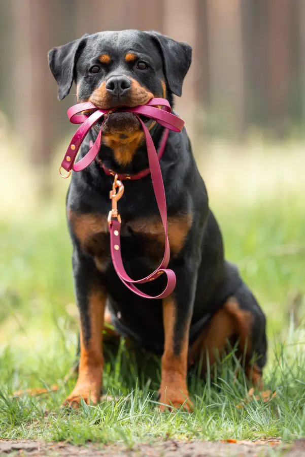 shutterstock_2472441703 shutterstock_2472441703