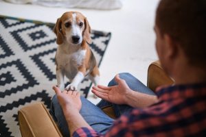 Honden hebben een positieve invloed op het mentaal welzijn van mensen