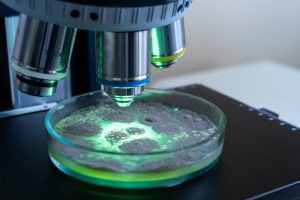 Aangetoonde bacteriën in de hondenvoerbak